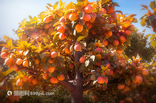 夏日里成熟的杏子